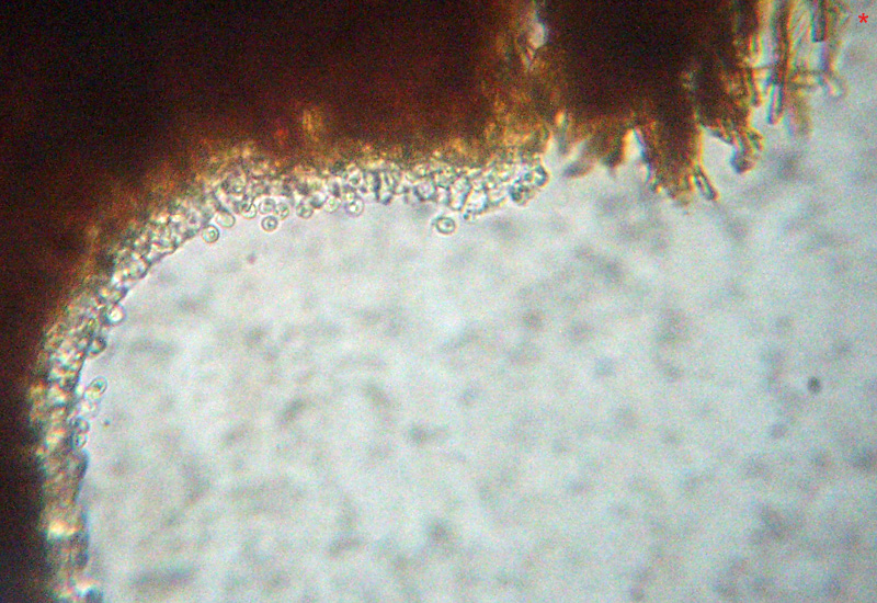 Phellinus? (Phellinus pomaceus)